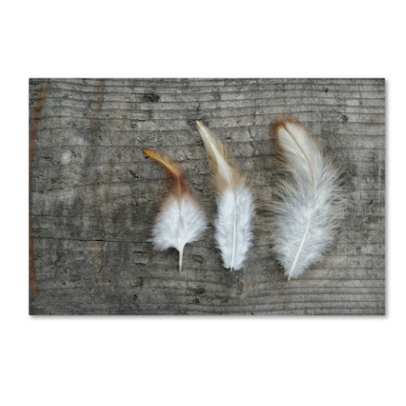 Cora Niele 'Three Feathers On Wood' Canvas Art,22x32